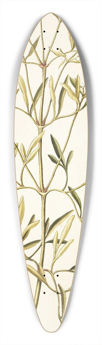 Nikolaus Joseph Freiherr von Jacquin - Clematis angustifolia 39.3 inch art pintail longboard deck