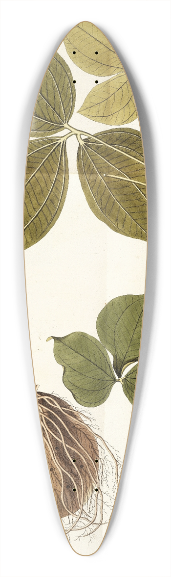 Nikolaus Joseph Freiherr von Jacquin - Dioscorea triphylla 39.3 inch art pintail longboard deck
