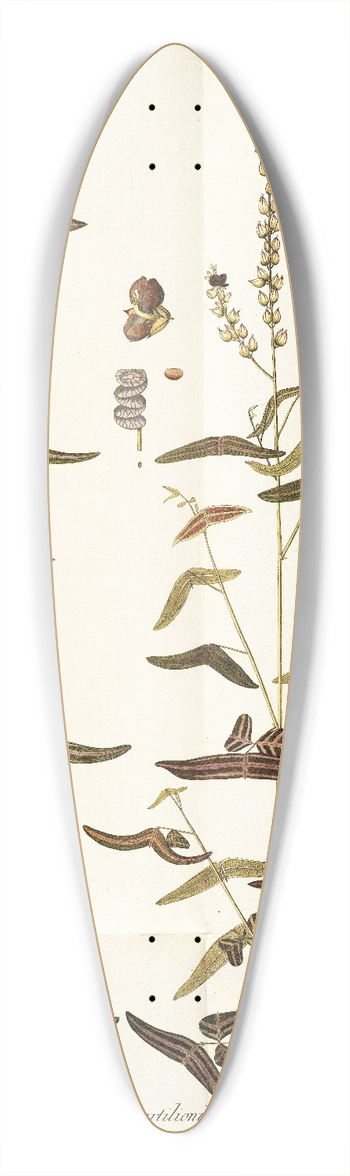 Nikolaus Joseph Freiherr von Jacquin - Hedysarum vespertilionis 39.3 inch art pintail longboard deck