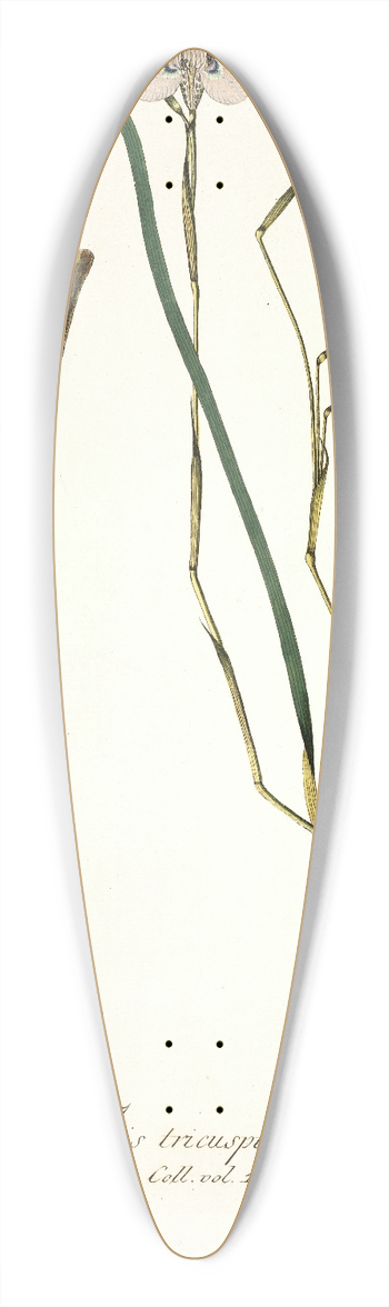 Nikolaus Joseph Freiherr von Jacquin - Iris tricuspis 39.3 inch art pintail longboard deck