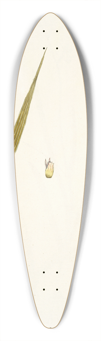 Nikolaus Joseph Freiherr von Jacquin - Ixia polystachya 39.3 inch art pintail longboard deck