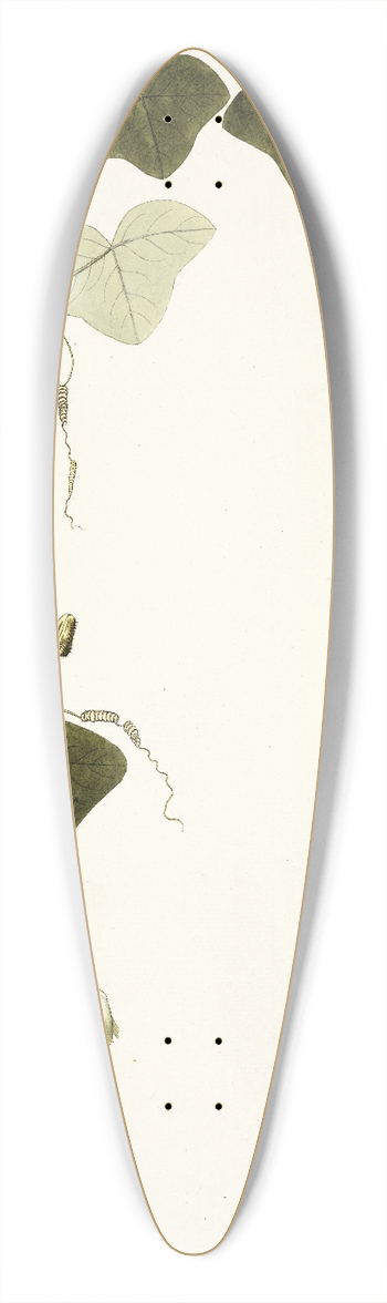 Nikolaus Joseph Freiherr von Jacquin - Passiflora lutea 39.3 inch art pintail longboard deck