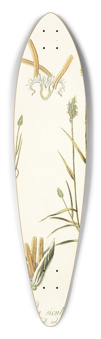 Nikolaus Joseph Freiherr von Jacquin - Poa sicula 39.3 inch art pintail longboard deck