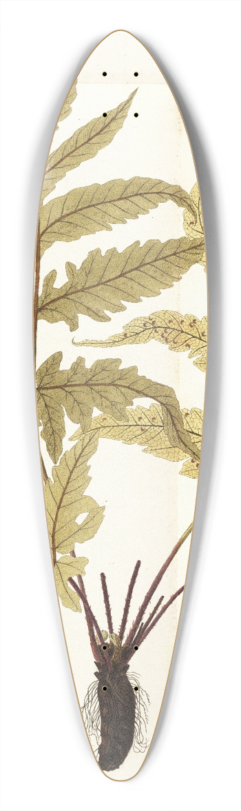 Nikolaus Joseph Freiherr von Jacquin - Polypodium hippocrepis 39.3 inch art pintail longboard deck