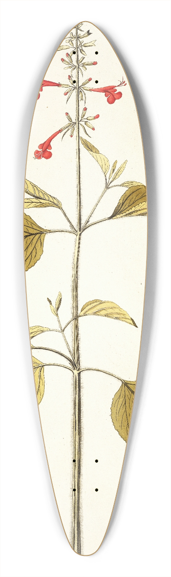 Nikolaus Joseph Freiherr von Jacquin - Salvia pseudococcinea 39.3 inch art pintail longboard deck