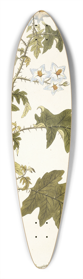 Nikolaus Joseph Freiherr von Jacquin - Solanum carolinense 39.3 inch art pintail longboard deck