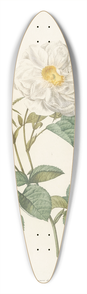 Pierre Joseph Redout - Rosa Alba foliacea 39.3 inch art pintail longboard deck