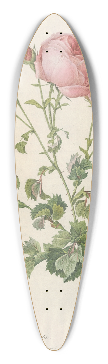 Pierre Joseph Redout - Rosa Centifolia Bipinnata 39.3 inch art pintail longboard deck
