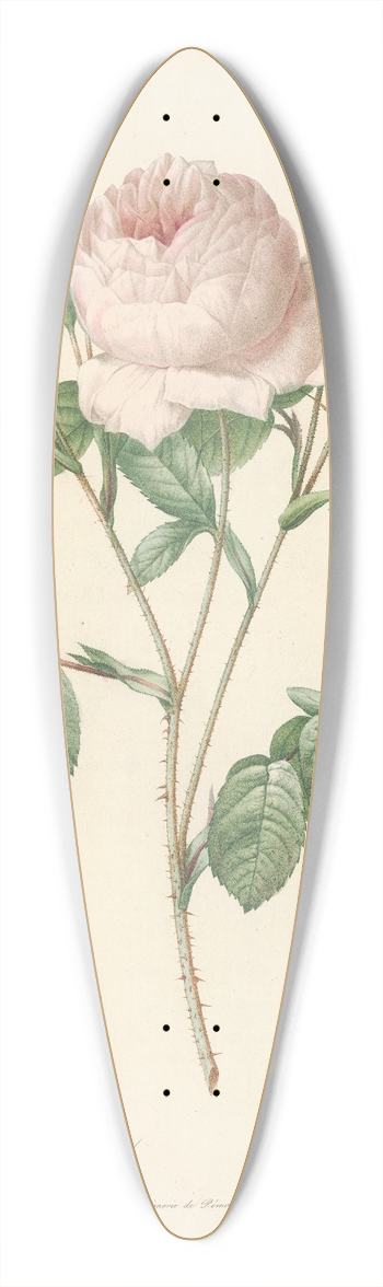 Pierre Joseph Redout - Rosa Centifolia Carnea 39.3 inch art pintail longboard deck