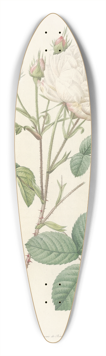 Pierre Joseph Redout - Rosa Centifolia Mutabilis 39.3 inch art pintail longboard deck