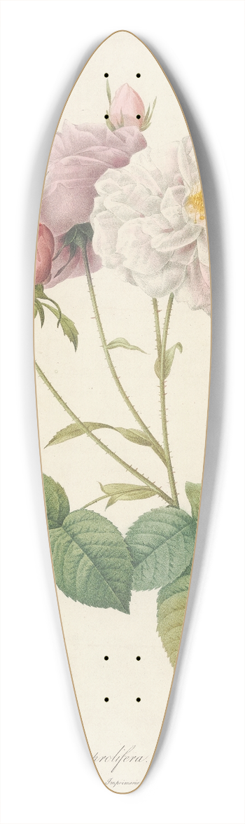 Pierre Joseph Redout - Rosa Damascena Celsiana Prolifera 39.3 inch art pintail longboard deck