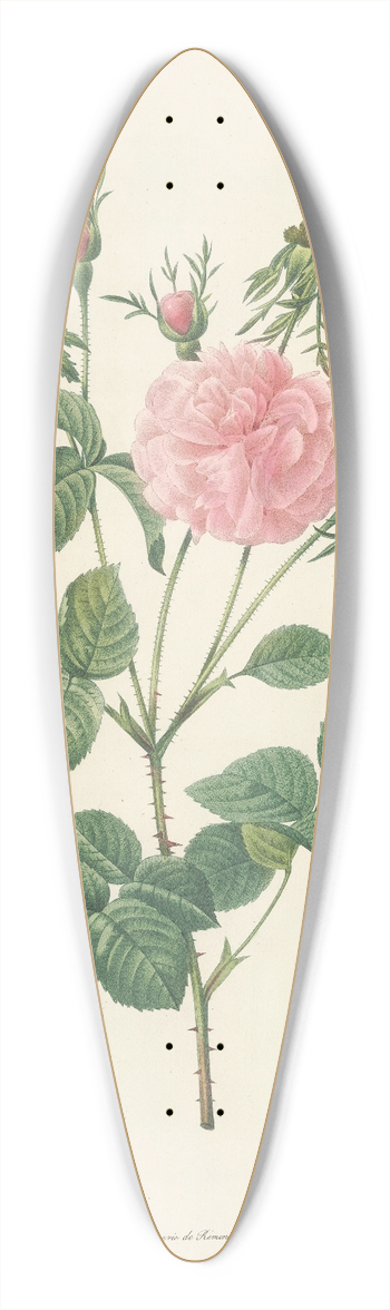 Pierre Joseph Redout - Rosa Gallica Agatha Incarnata 39.3 inch art pintail longboard deck