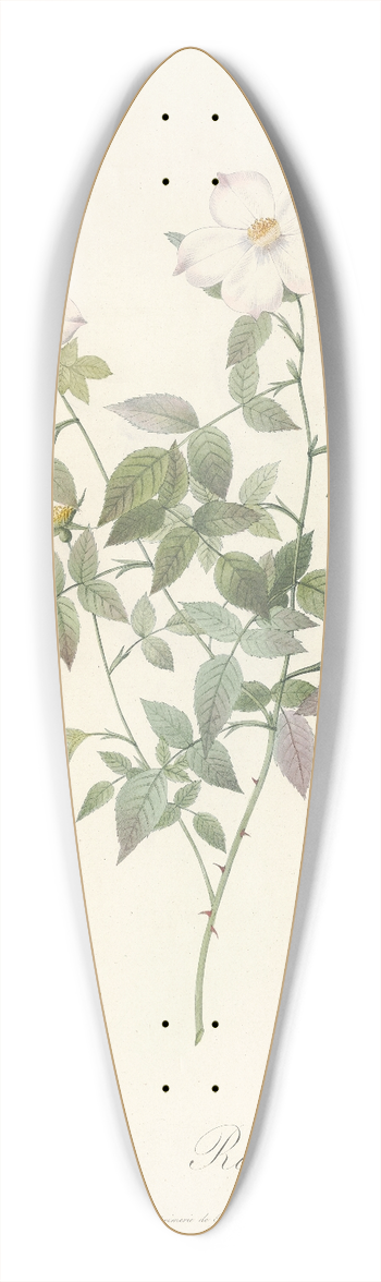Pierre Joseph Redout - Rosa Indica Acuminata 39.3 inch art pintail longboard deck