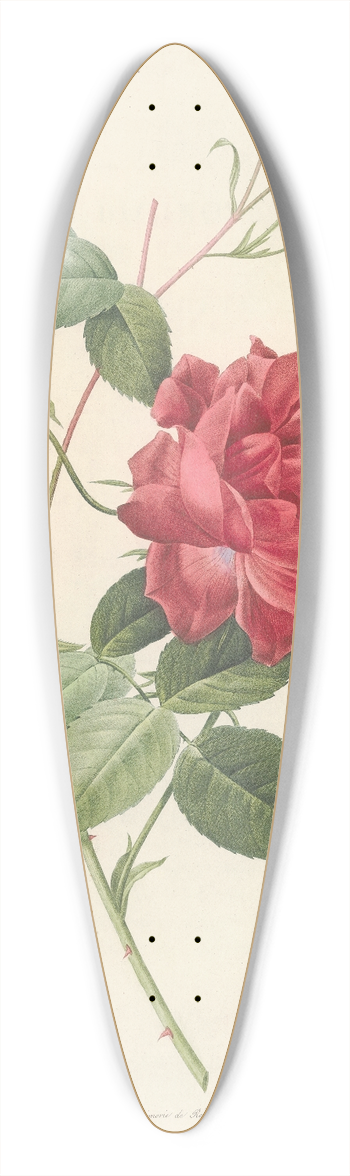 Pierre Joseph Redout - Rosa Indica Cruenta 39.3 inch art pintail longboard deck
