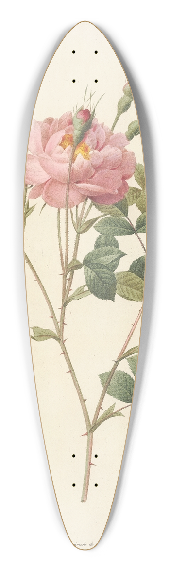 Pierre Joseph Redout - Rosa Rubiginosa Anemone-Flora 39.3 inch art pintail longboard deck