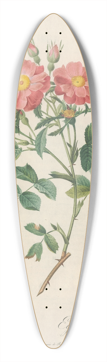 Pierre Joseph Redout - Rosa Rubiginosa Zabeth 39.3 inch art pintail longboard deck