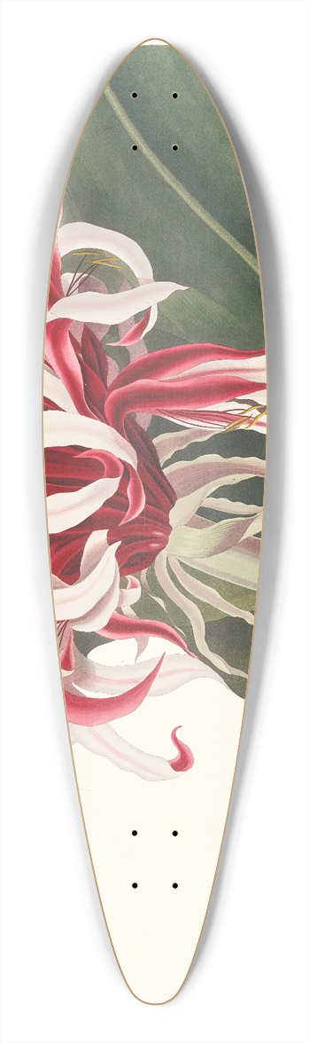Priscilla Susan Bury - Crinium Augustum. [Queen Emma] 39.3 inch art pintail longboard deck