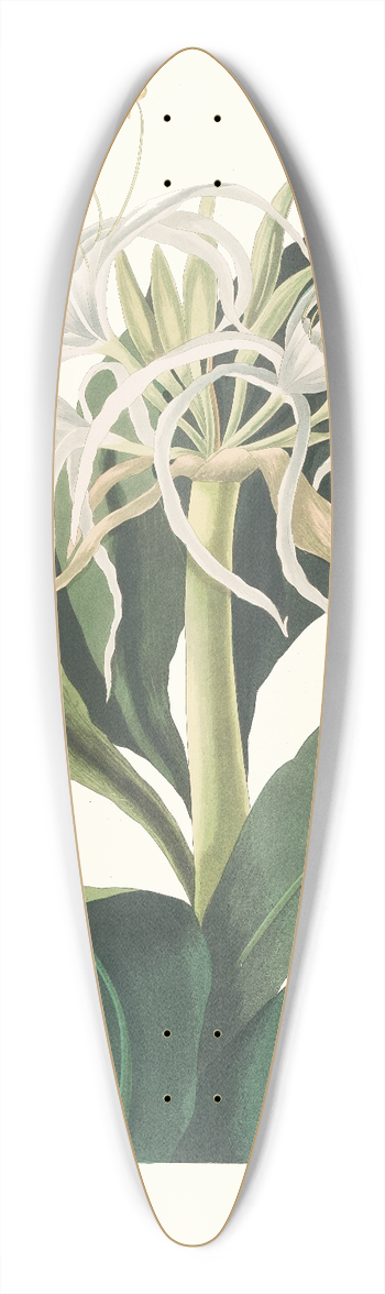 Priscilla Susan Bury - Pancratium Specidsum 39.3 inch art pintail longboard deck