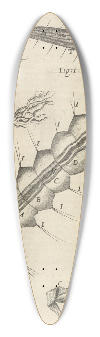 Robert Hooke - Microscopic view of a water-insect or gnat 39.3 inch art pintail longboard deck