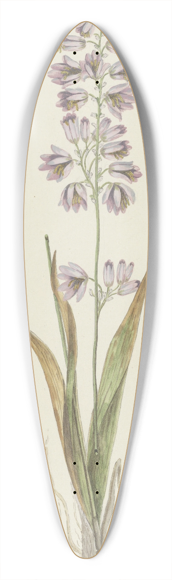 Robert Jacob Gordon - Ixia polystachya L. (Cornlily) 39.3 inch art pintail longboard deck