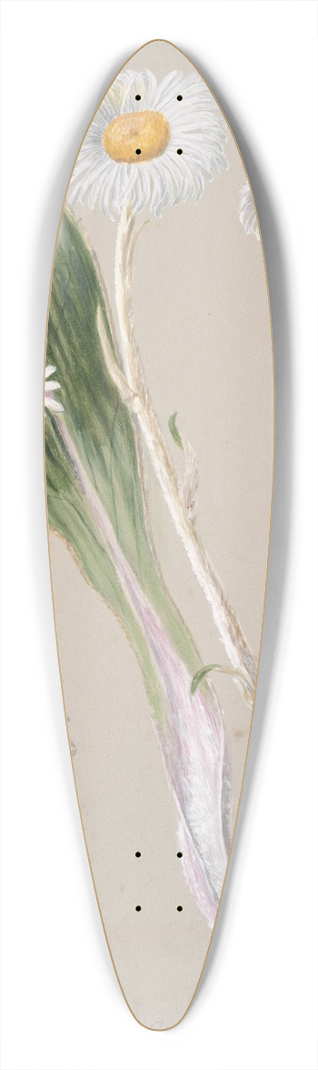 Sarah Featon - Celmisia (mountain daisy) 39.3 inch art pintail longboard deck