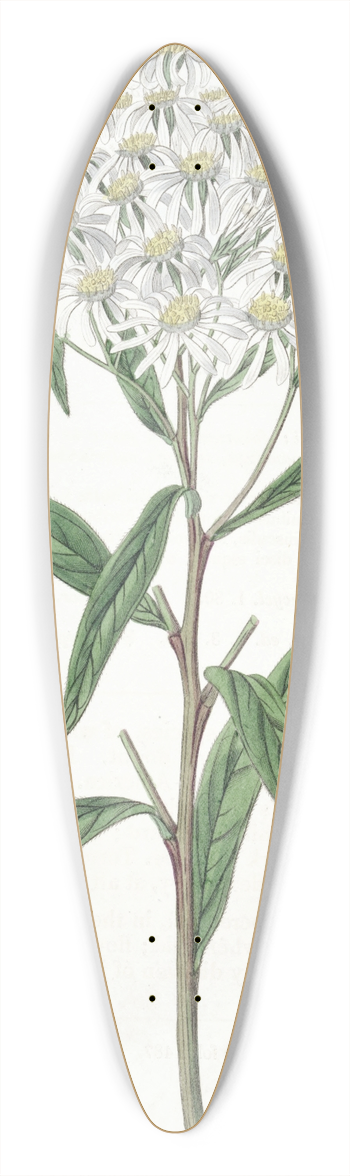 Sydenham Edwards - Almond-leaved Aster 39.3 inch art pintail longboard deck