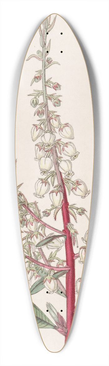 Sydenham Edwards - Arbutus-like Gritberry 39.3 inch art pintail longboard deck
