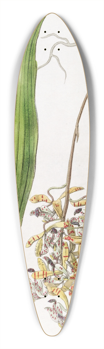Sydenham Edwards - Blunt-petalled Cirrhaea 39.3 inch art pintail longboard deck