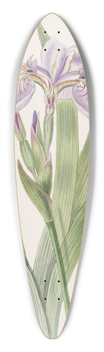 Sydenham Edwards - Bristle-tipped Iris 39.3 inch art pintail longboard deck