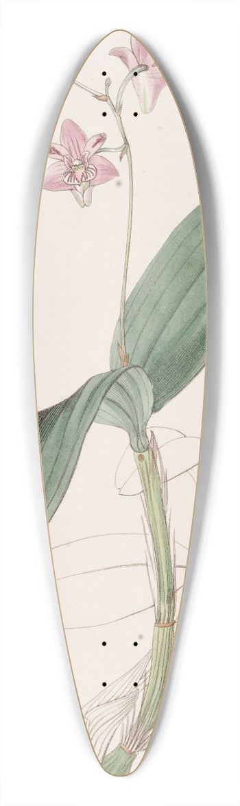 Sydenham Edwards - Captain Kings Dendrobium 39.3 inch art pintail longboard deck