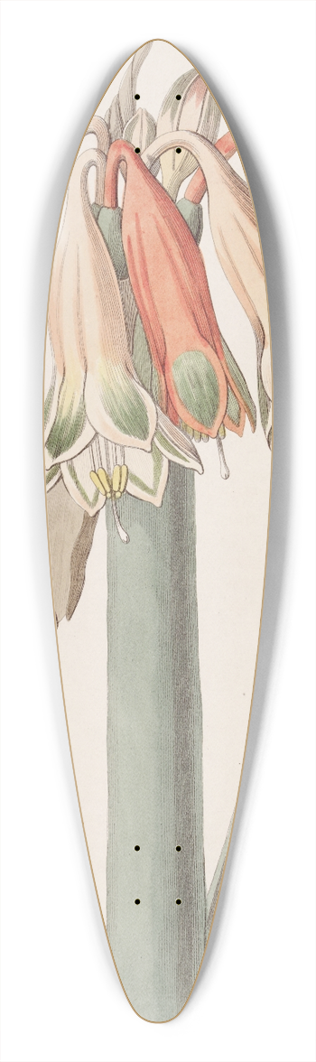 Sydenham Edwards - Changeable Coburgia 39.3 inch art pintail longboard deck