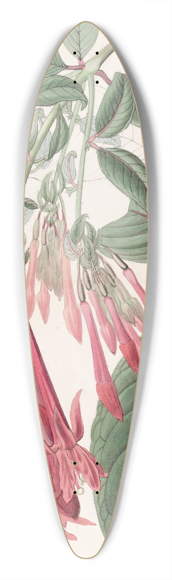 Sydenham Edwards - Cluster-flowered Fuchsia 39.3 inch art pintail longboard deck