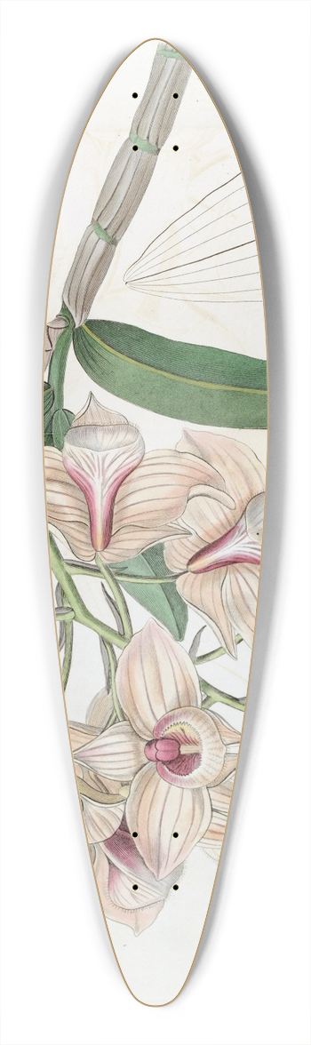 Sydenham Edwards - Copper-coloured Dendrobium 39.3 inch art pintail longboard deck