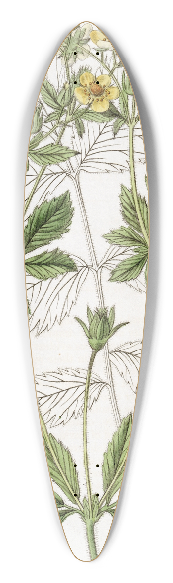 Sydenham Edwards - Cut-leaved Glandular Potentilla 39.3 inch art pintail longboard deck