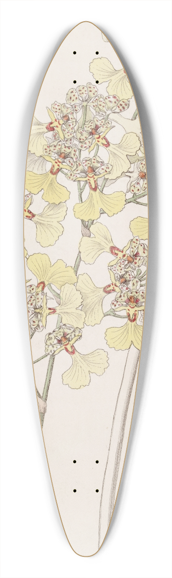 Sydenham Edwards - Cut-lipped Oncidium 39.3 inch art pintail longboard deck