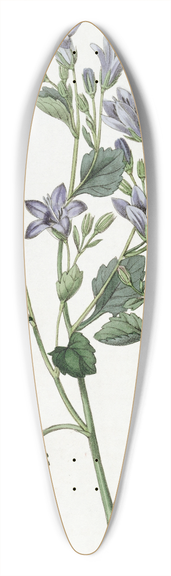 Sydenham Edwards - Dalmatian Wall Campanula 39.3 inch art pintail longboard deck