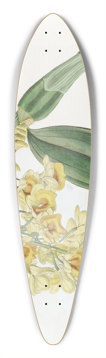 Sydenham Edwards - Dense-flowered Dendrobium 39.3 inch art pintail longboard deck