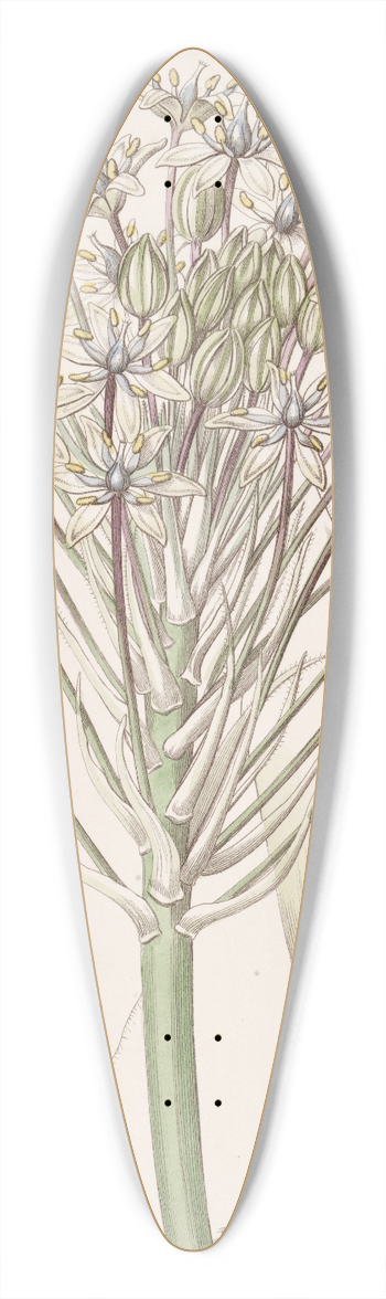 Sydenham Edwards - Dingy-flowered Peruvian Squill 39.3 inch art pintail longboard deck