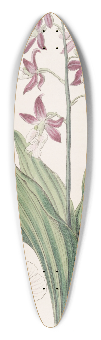 Sydenham Edwards - Discoloured Fairbloom 39.3 inch art pintail longboard deck