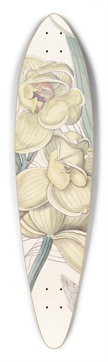 Sydenham Edwards - Dislocated Mormodes 39.3 inch art pintail longboard deck