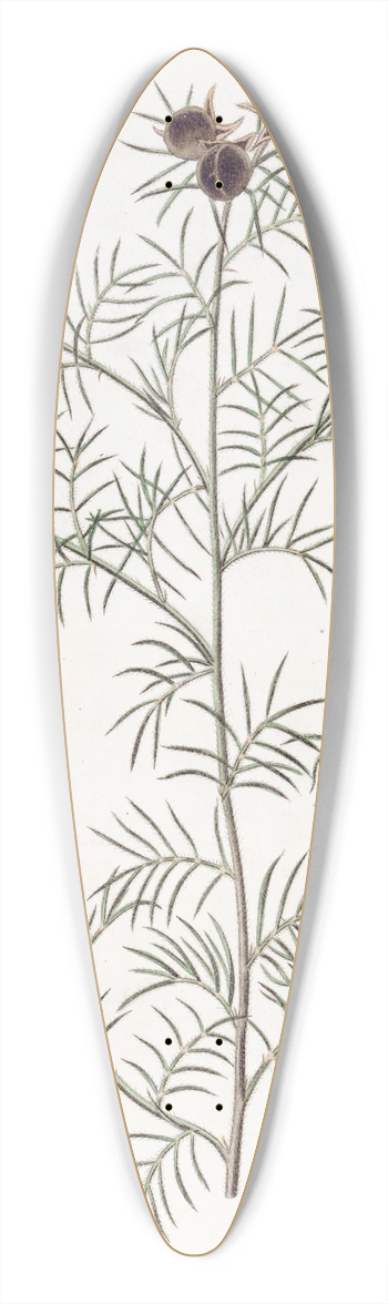 Sydenham Edwards - Downy Gompholobium 39.3 inch art pintail longboard deck