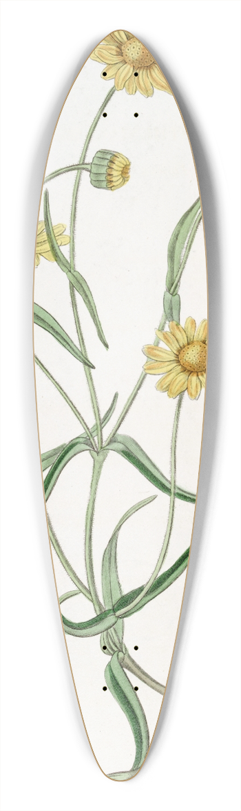 Sydenham Edwards - Downy Lasthenia 39.3 inch art pintail longboard deck