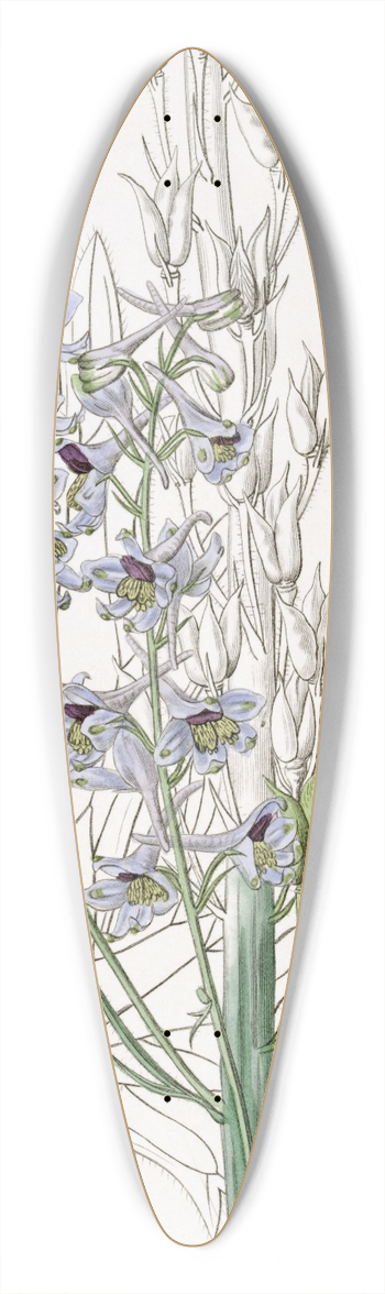 Sydenham Edwards - Downy-leaved variable Larkspur 39.3 inch art pintail longboard deck