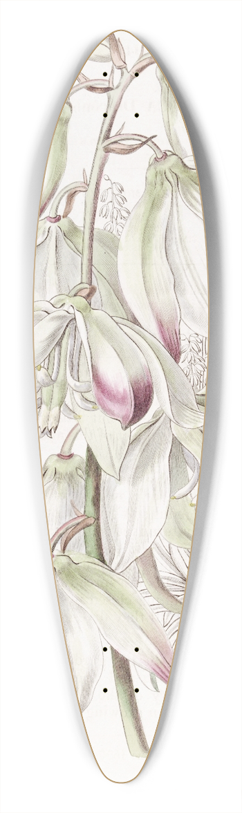 Sydenham Edwards - Dragon tree-leaved Adams Needle 39.3 inch art pintail longboard deck
