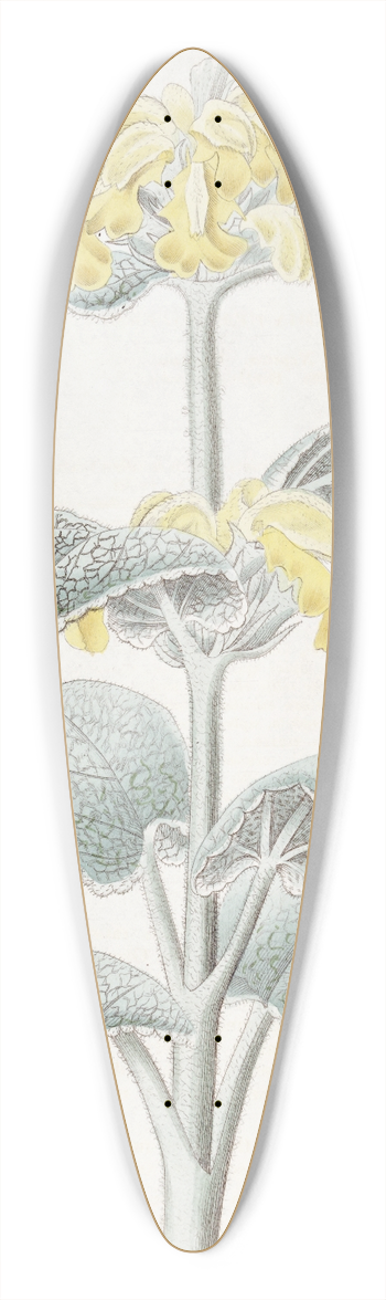Sydenham Edwards - Flocculent Phlomis 39.3 inch art pintail longboard deck