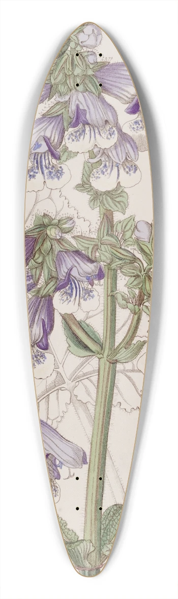 Sydenham Edwards - Gaping Sage 39.3 inch art pintail longboard deck