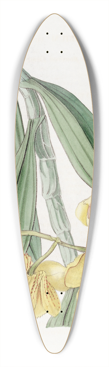 Sydenham Edwards - Golden-flowered Dendrobium 39.3 inch art pintail longboard deck