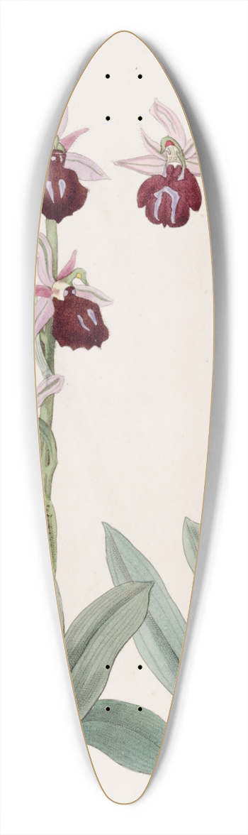 Sydenham Edwards - Grecian Ophryses 39.3 inch art pintail longboard deck