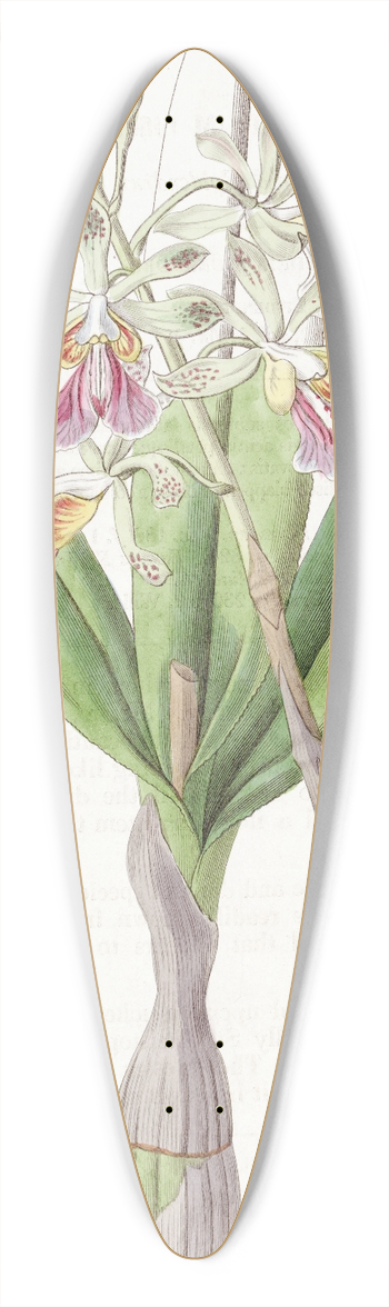 Sydenham Edwards - Hare-lipped Epidendrum 39.3 inch art pintail longboard deck