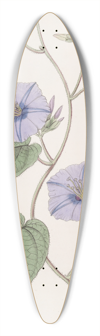 Sydenham Edwards - Hoary Jacquemontia 39.3 inch art pintail longboard deck